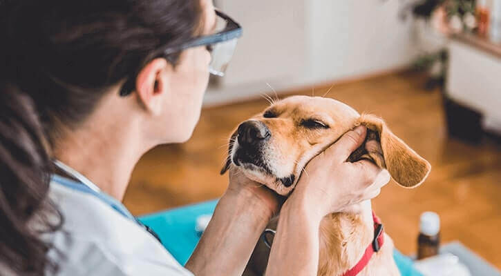 Wellness Exams & Vaccination